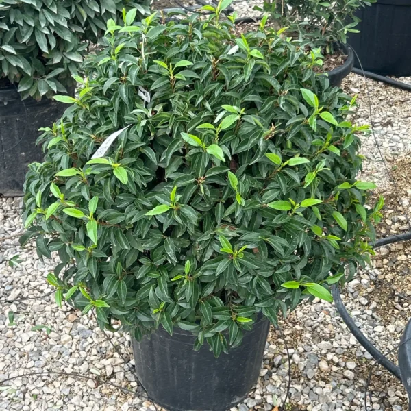 Prunus lusitanica `Angustifolia` (Portugalski lovorikovec)