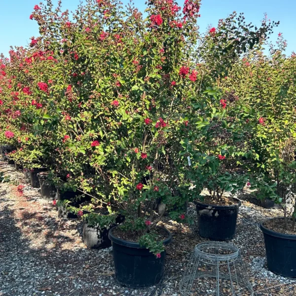 Lagerstroemia indica 'Dynamite' (Indijski lila Na steblu)