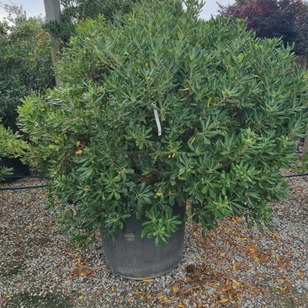 Pittosporum tobira (Pitospor)