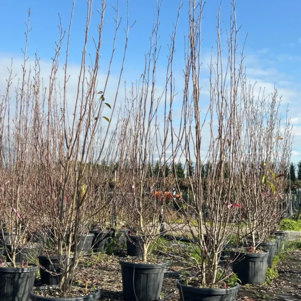Magnolia x soulangeana (Soulangeeva magnolija)
