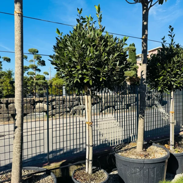 Laurus nobilis (Navadni lovor na steblu)