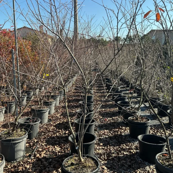 Amelanchier lamarckii (Šmarna hrušca)
