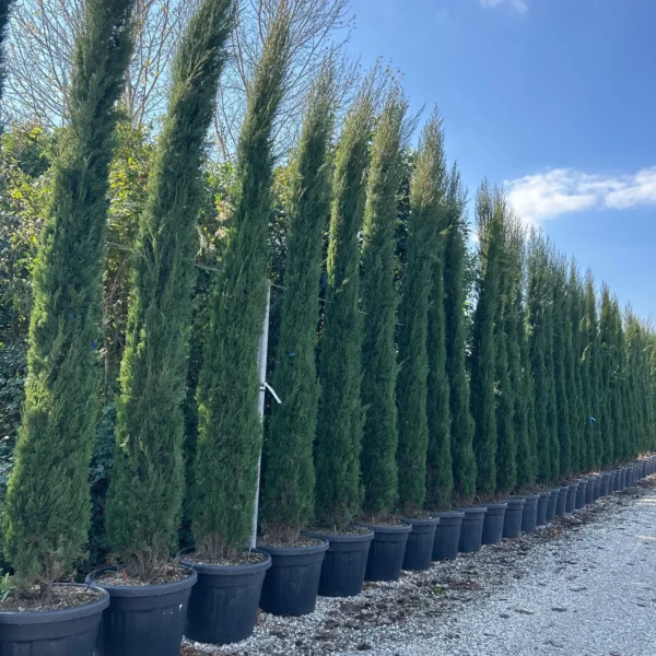 Cupressus sempervirens 'Pyramidalis' (Stebrasta cipresa)