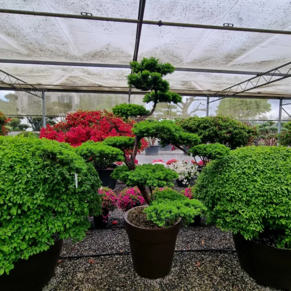 Taxus cuspidata (Japonska tisa)