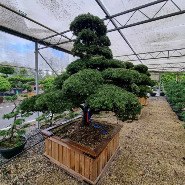 Taxus cuspidata (Japonska tisa)