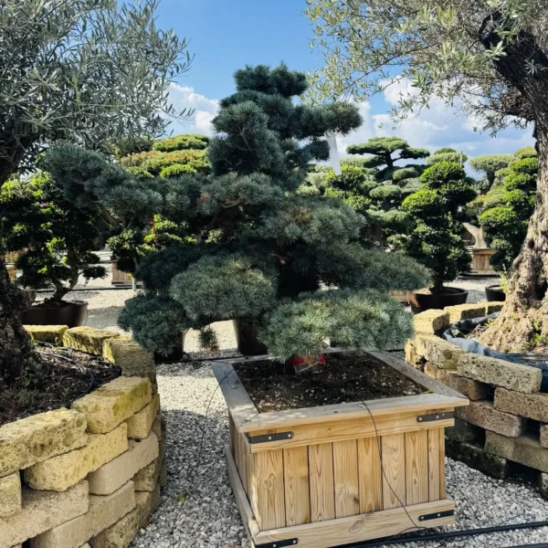Pinus pentaphylla – (Japonski beli bor ekskluzivni soliter / bonsaj)