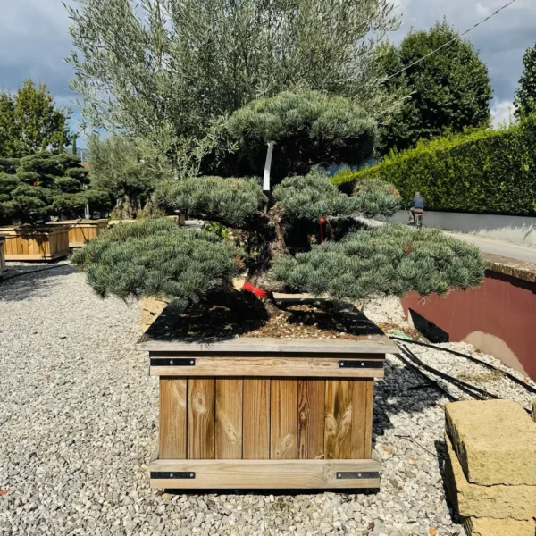 Pinus pentaphylla – (Japonski beli bor ekskluzivni soliter / bonsaj)
