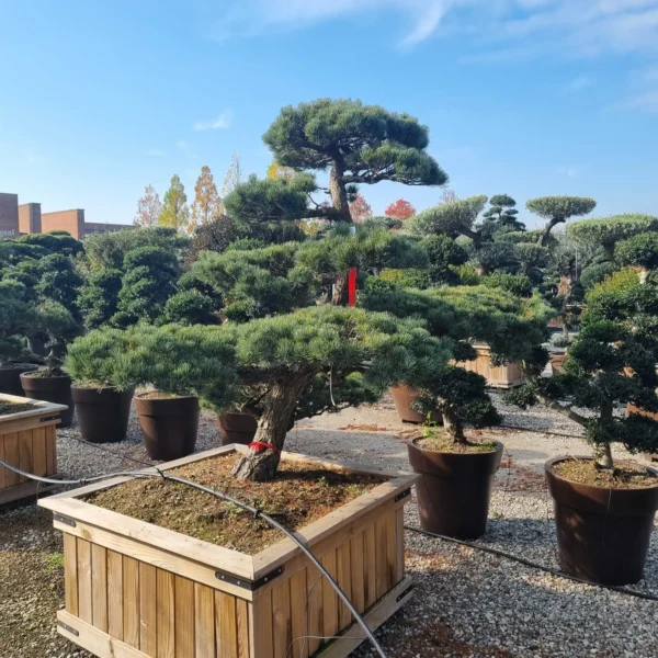 Pinus pentaphylla – (Japonski beli bor ekskluzivni soliter / bonsaj)