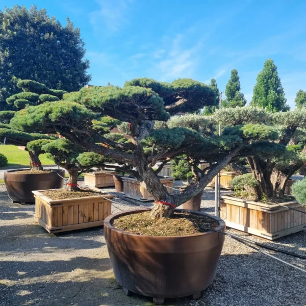 Pinus pentaphylla – (Japonski beli bor ekskluzivni soliter / bonsaj)