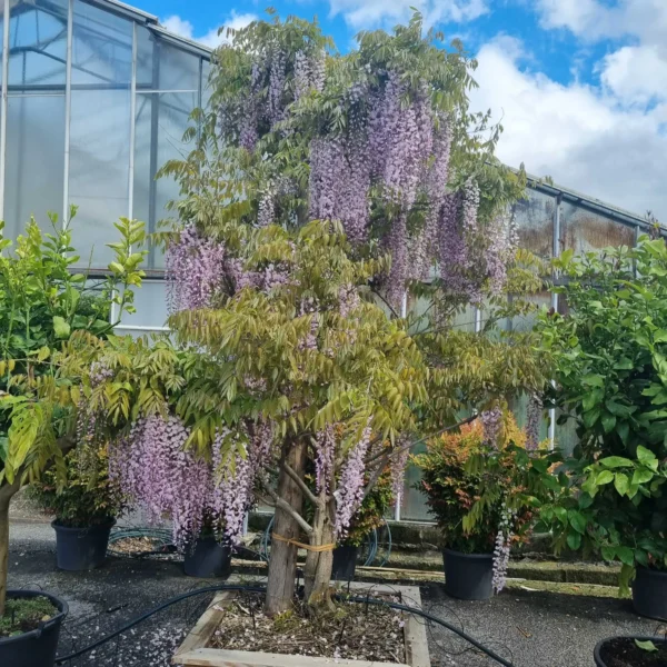 Wisteria floribunda 'Rosea' (Glicinija)