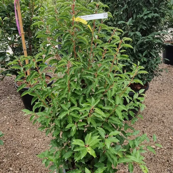 Prunus lusitanica `Angustifolia` (Portugalski lovorikovec)