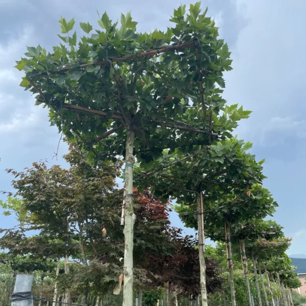Platanus x acerifolia (Javorolistna platana)