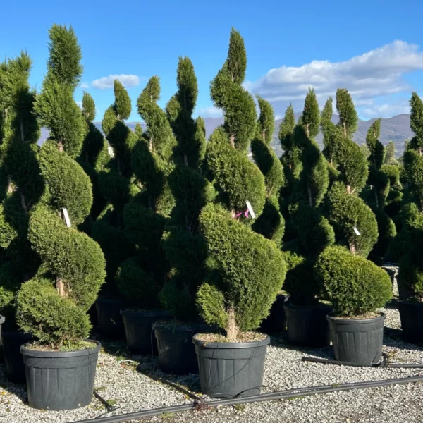 Cupressocyparis leylandii Oblikovana (Lejlandova cipresa)