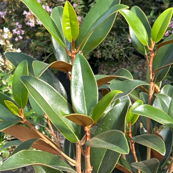 Magnolia grandiflora 'Alta' (Velikocvetna magnolija)