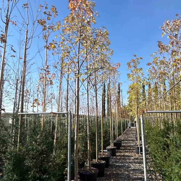 Acer saccharinum (Srebrni javor)