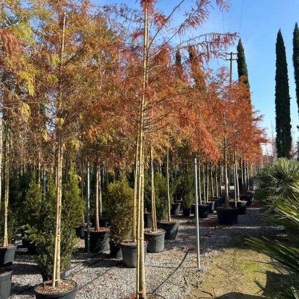 Taxodium distichum (Močvirska cipresa/Taksodij)