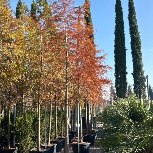 Taxodium distichum (Močvirska cipresa/Taksodij)