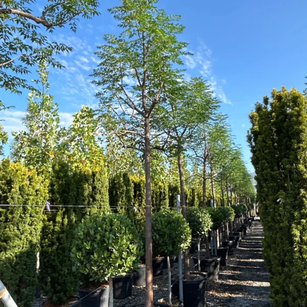 Melia Azedarach (Melija)