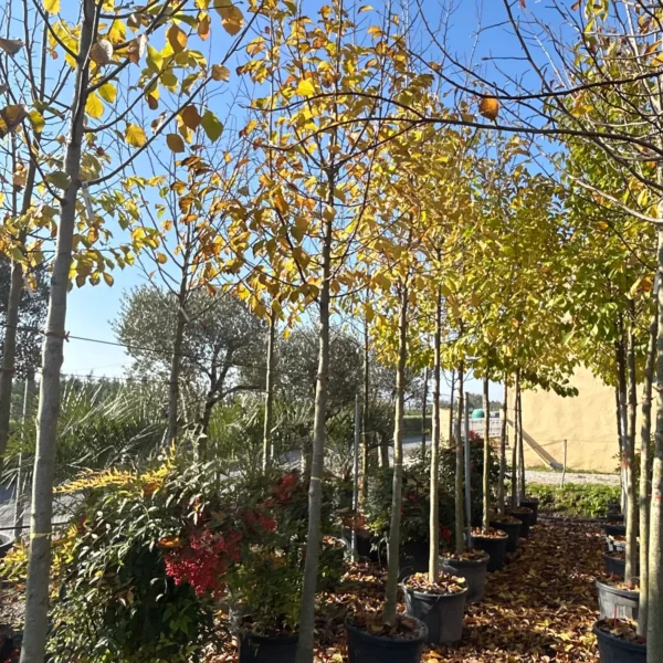 Magnolia kobus(Japonska ali kobuši magnolija)