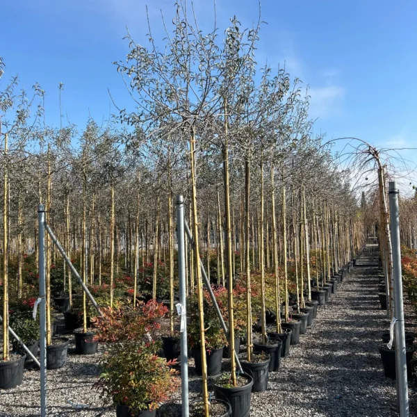 Pyrus salicifolia 'Pendula' (Povešava okrasna hruška)