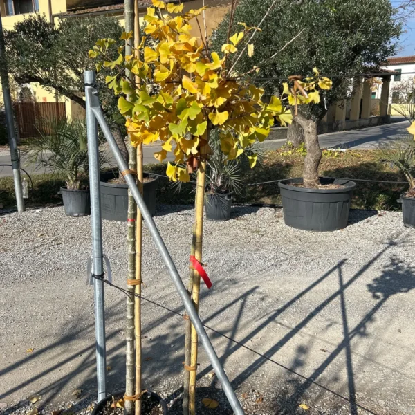 Ginkgo biloba 'Mariken' (Kroglasti ginko)