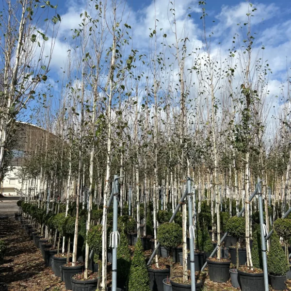 Betula utilis 'Jacquemontii' (Himalajska breza)