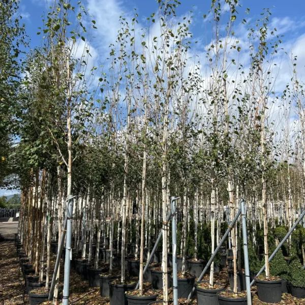 Betula utilis 'Jacquemontii' (Himalajska breza)