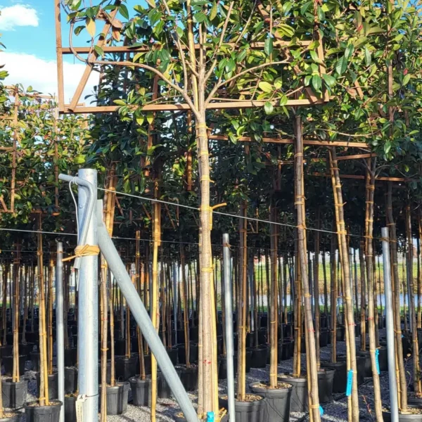 Photinia fr. 'Red Robin' (Fotinija BARIERA)