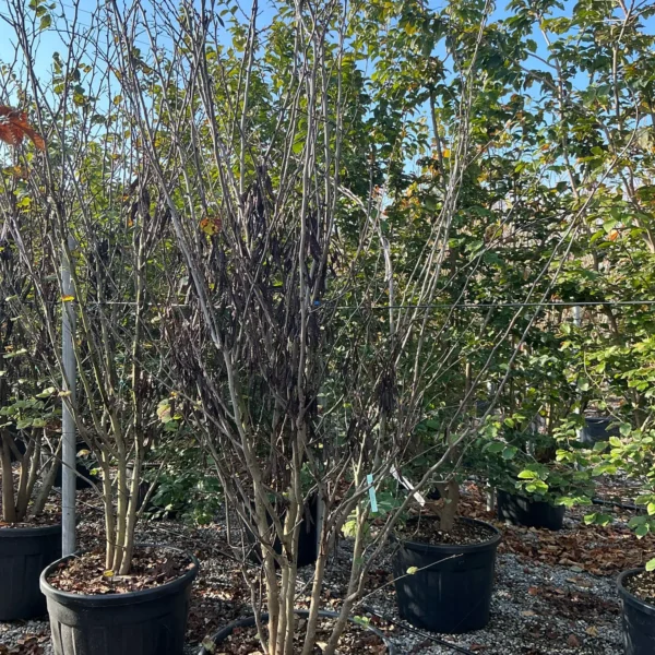 Cercis siliquastrum (Judeževo drevo/Nav.jadikovec)