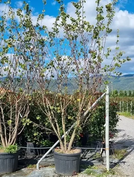 Cercis siliquastrum (Judeževo drevo/Nav.jadikovec)