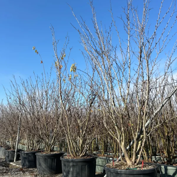 Cercis siliquastrum (Judeževo drevo/Nav.jadikovec)