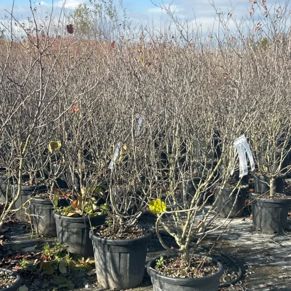 Cercis chinensis 'Texas White' (Belo Judežev drevo)