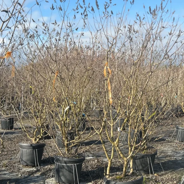 Vitex agnus-castus (Navadna konopljika)