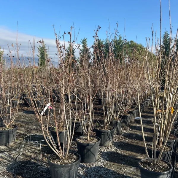 Cotinus coggygria 'Royal Purple' (Rdečelistni ruj)