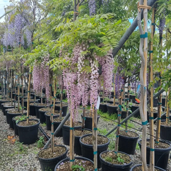 Wisteria floribunda 'Rosea' (Glicinija)