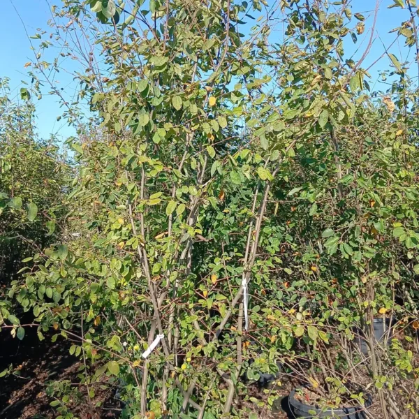 Amelanchier lamarckii (Šmarna hrušca)
