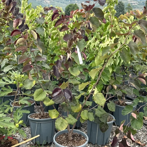 Cercis canadensis 'Merlot' (Judež.drevo/Kanad.jadikovec)