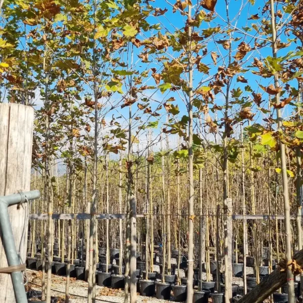 Platanus x acerifolia (Javorolistna platana)