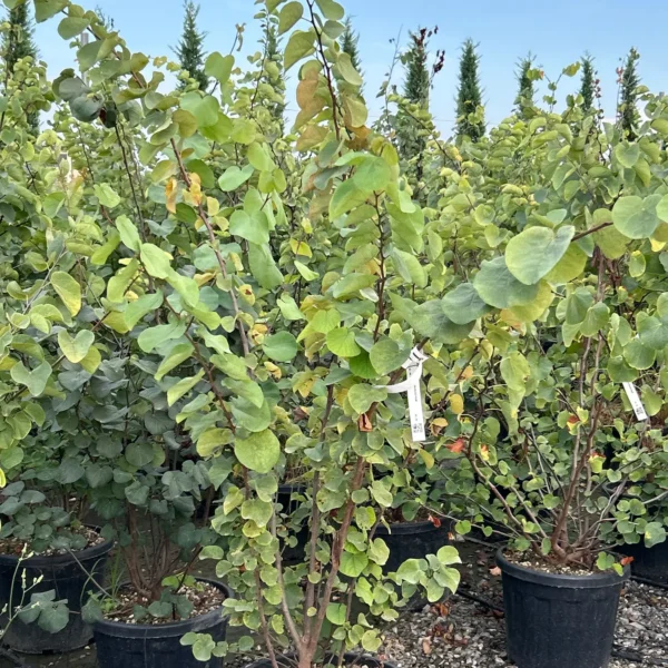 Cercis siliquastrum (Judeževo drevo/Nav.jadikovec)