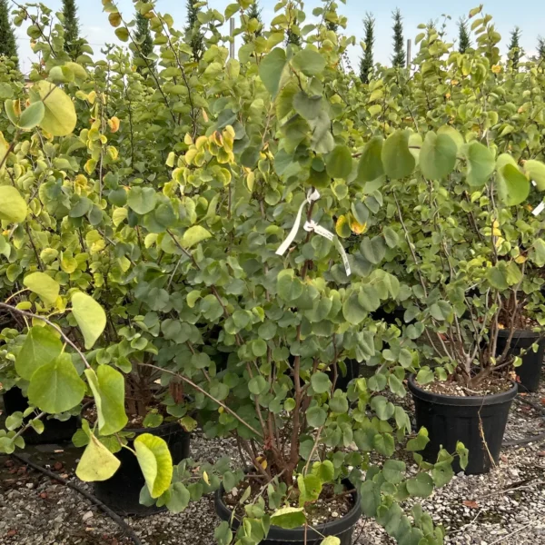 Cercis siliquastrum (Judeževo drevo/Nav.jadikovec)