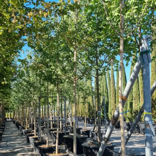 Ginkgo biloba (Dvokrpi ginko)
