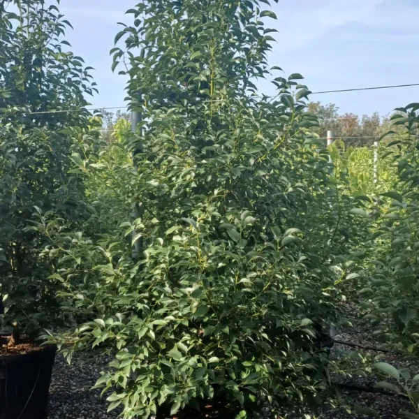 Cinnamomum camphora (Kamforovec)