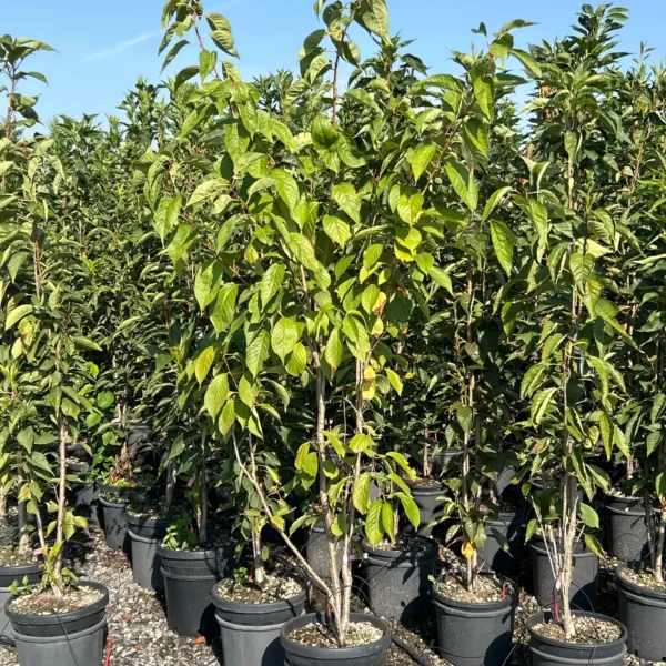 Prunus serrulata 'Amanogawa' (Stebrasta japonska češnja)