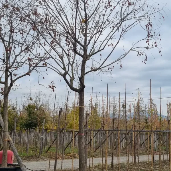 Koelreuteria paniculata (Latnati mehurnik)