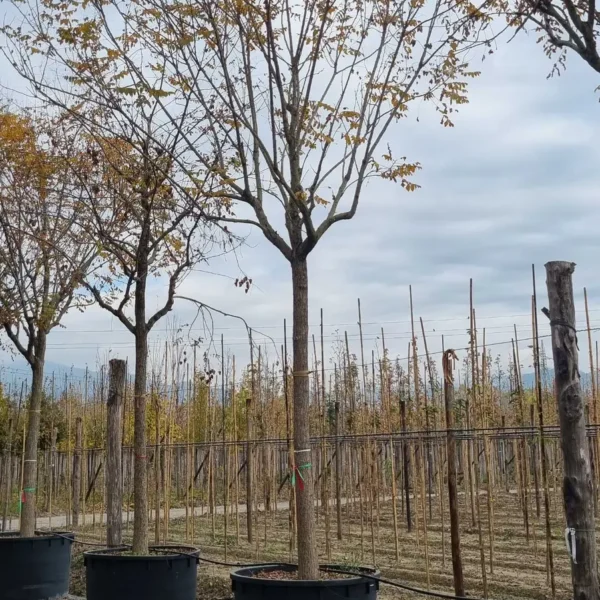 Koelreuteria paniculata (Latnati mehurnik)