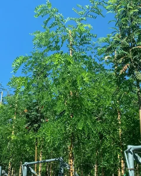 Gleditsia triacanthos 'Sunburst' (Trnata gledičevka/Gledičija)