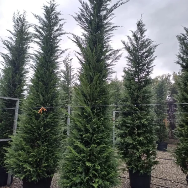 Cupressocyparis leylandii (Lejlandova cipresa)