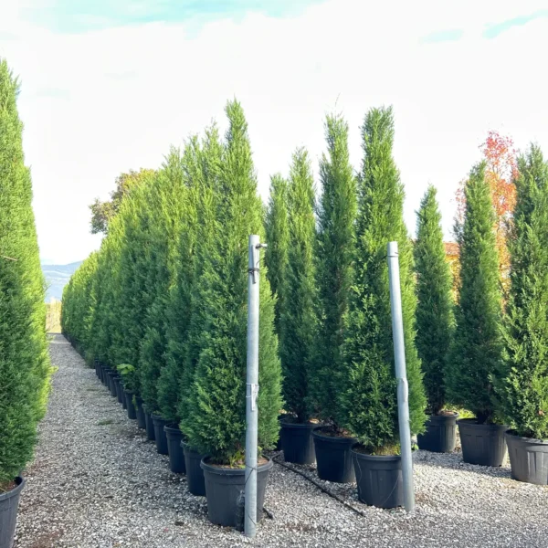 Cupressocyparis leylandii 2001 (Lejlandova cipresa)