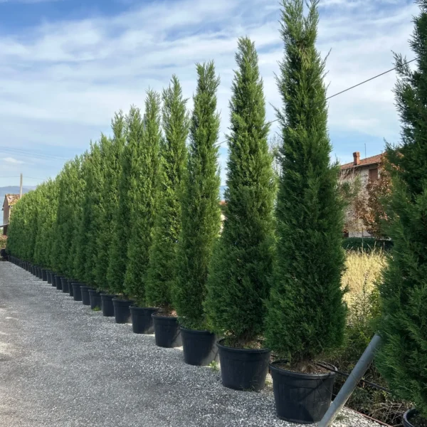 Cupressocyparis leylandii 2001 (Lejlandova cipresa)