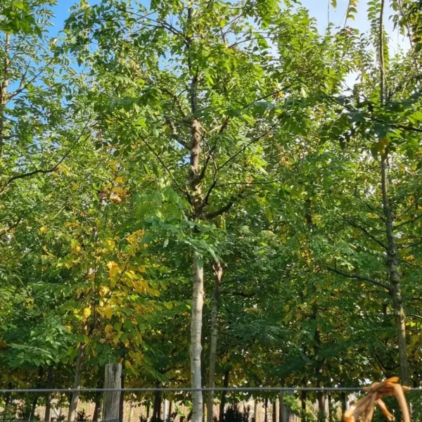 Sophora japonica (Japonska sofora)